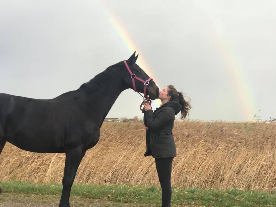 Paard in de weide